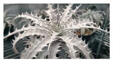 5x Dyckia Marnier Laapostollei Bromeliad Garden Plants - Seeds B2059 for sale  Shipping to South Africa