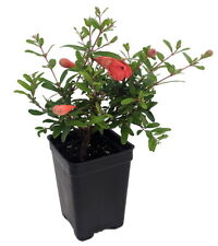 Dwarf pomegranate plant for sale  Wadsworth