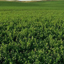 Ameristand 455tq alfalfa for sale  Odessa