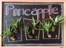 Collection pineapple starter for sale  Apopka