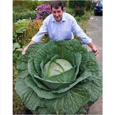 Giant cabbage giant for sale  Shipping to Ireland