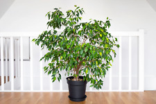 Weeping fig ficus for sale  Canton