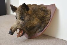 Wild boar head for sale  EXMOUTH