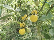 Lot graines tomate d'occasion  Metz-
