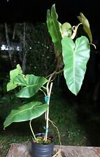 Philodendron scottmorianum pla for sale  Hollywood