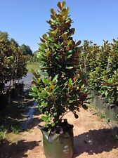 Magnolia grandiflora pianta usato  Valmacca