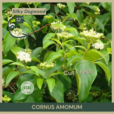 Cornus amomum silky for sale  Portville