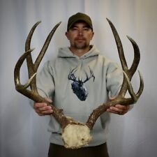 mule deer antlers for sale  Laramie