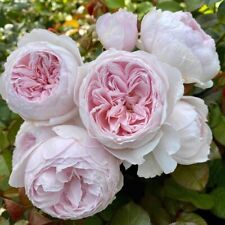 Earth angel rose for sale  Ireland