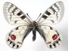 PARNASSIUS CHARLTONIUS ROMANOVI MALE 1, ARAM KUNGEI, VERY HARD TO GET NOW! for sale  Shipping to South Africa