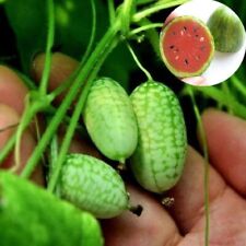 1 Pack 20 Mini Thumb Watermelon Seeds Red Pulp Watermelon Organic S046, used for sale  Shipping to South Africa