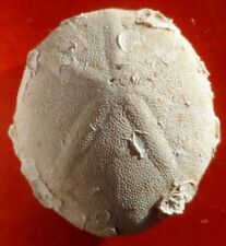 Oursin fossile lutétien d'occasion  Cuxac-d'Aude