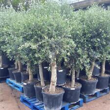 Hardy olea plant for sale  BIRMINGHAM