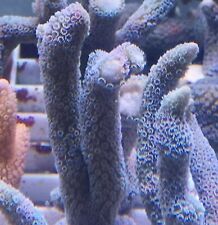 Coral frags sps for sale  FAVERSHAM