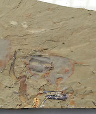 Cambrian fossil isopyx d'occasion  Expédié en Belgium