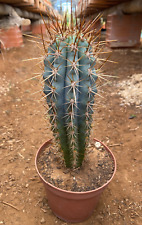 Browningia hertlingiana cactus usato  Menfi