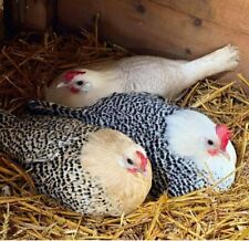 Groniger meeuwen hatching for sale  BEAULY
