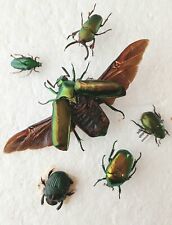 Green beetle collection for sale  SLEAFORD