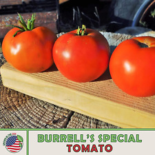 Burrell special tomato for sale  Venice