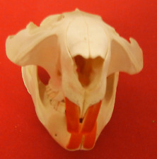 Large beaver skull for sale  Cumberland