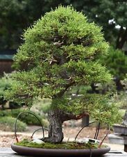 Samen bonsai art gebraucht kaufen  Calw