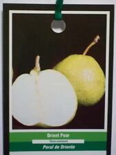 Orient pear tree for sale  Ben Wheeler