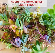 Cutting assorted succulent for sale  Los Angeles