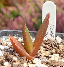Aloe wickensii rare for sale  DARLINGTON