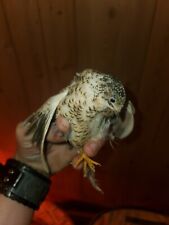 button quail for sale  Claxton