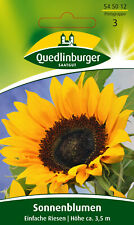 Sonnenblumen einfache riesen gebraucht kaufen  Pulheim