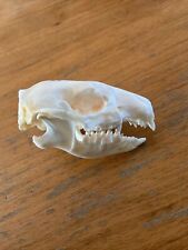 Hedgehog skull. taxidermy for sale  HARROGATE