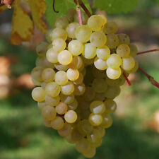 Vitis vinifera chardonnay d'occasion  Pouzauges