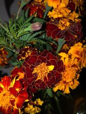 Used, RED and ORANGE FRENCH MARIGOLD MIX 200 FRESH SEEDS ORGANIC NON-GMO FREE SHIPPING for sale  Shipping to South Africa