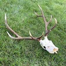 Vintage elk skull for sale  Kenosha