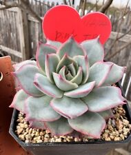 Echeveria pink tips for sale  Flushing