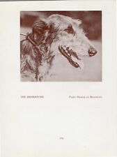 Scottish deerhound head for sale  COLEFORD