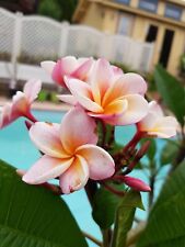 Frangipani plumeria rubra for sale  Shipping to Ireland