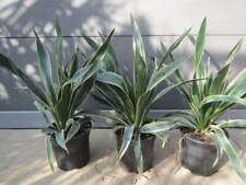 Yucca gloriosa variegata gebraucht kaufen  Wuppertal