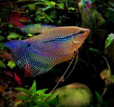 Pearl lace gourami for sale  LONDON