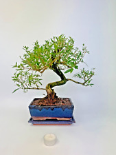 Zimmerbonsai serissa bonsai gebraucht kaufen  Böhl-Iggelheim