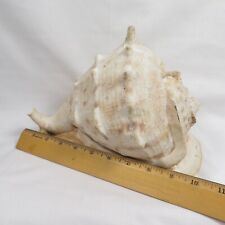 Yellow helmet seashell for sale  Toledo