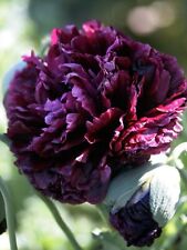 Black double peony for sale  New Hill