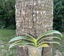 Phal. buds phalaenopsis for sale  USA