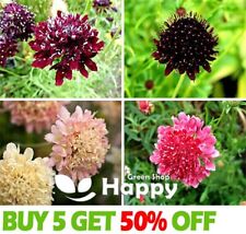 Pincushion flower sweet for sale  Shipping to Ireland