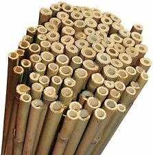 Canne di Bamboo per orto - 150 - 180 - 210 - 240 - 300 cm - Bambù - tutori canna usato  Prato
