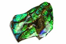 Fossil ammolite placenticeras for sale  West Valley City