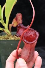 Nepenthes succubus carnivorous for sale  Colorado Springs