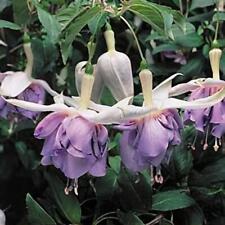 Fuchsia giant trailing for sale  Shipping to Ireland