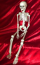 Skelett halloween anatomie gebraucht kaufen  Rellingen