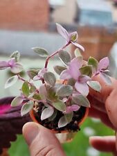 Calisia repens pink for sale  SOUTHEND-ON-SEA